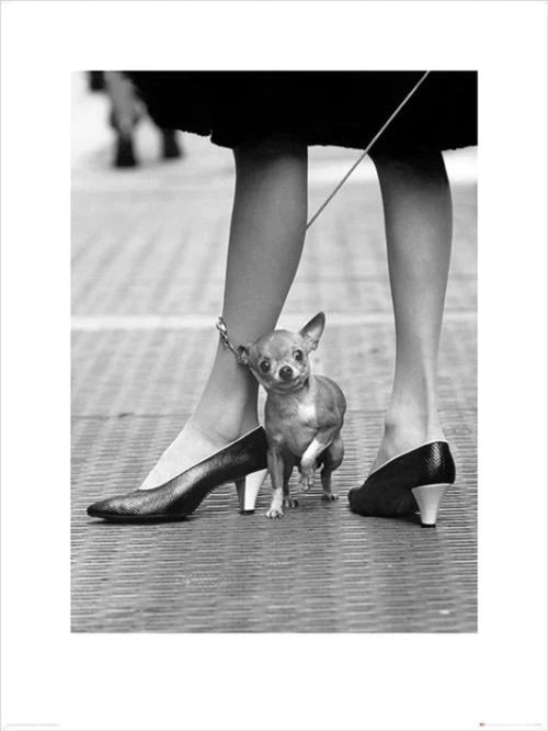 Art Print Time Life Chihuahua 60x80cm Pyramid PPR40484 | Yourdecoration.com