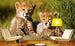 Dimex Cheetah Wall Mural 375x250cm 5 Panels Ambiance | Yourdecoration.com