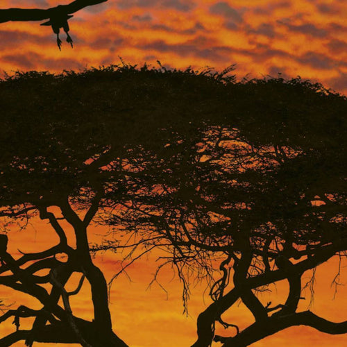 Komar African Sunset Wall Mural National Geographic 194x270cm | Yourdecoration.com