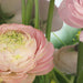 Komar Gentle Rose Wall Mural 368x254cm | Yourdecoration.com