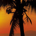 Komar Palmy Beach Sunrise Wall Mural 368x254cm | Yourdecoration.com