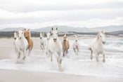 Komar White Horses Wall Mural 368x254cm | Yourdecoration.com