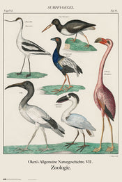 Grupo Erik GPE5539 Vintage Birds Poster 61X91,5cm | Yourdecoration.com