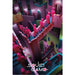 Pyramid PP35008 Squid Game Crazy Stairs Poster | Yourdecoration.com