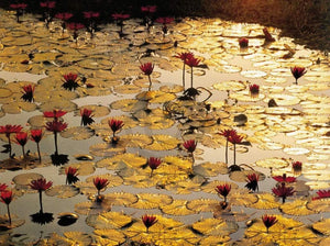 Bruno Baumann Lotus Pond Art Print 80x60cm | Yourdecoration.com