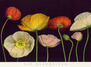 Pip Bloomfield Poppy Garden I Art Print 91x66cm | Yourdecoration.com