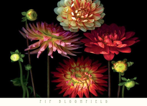 Pip Bloomfield Dahlia Garden Art Print 91x66cm | Yourdecoration.com