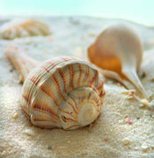 Donna Geissler Beach Shell III Art Print 30x30cm | Yourdecoration.com