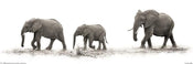 Pyramid Mario Moreno The Elephants Poster 91,5x30,5cm | Yourdecoration.com