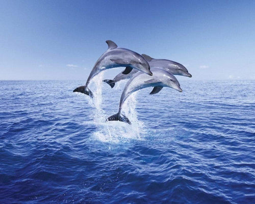 Pyramid Dolphin Trio Poster 50x40cm | Yourdecoration.com