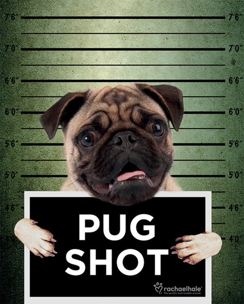 Pyramid Rachael Hale Pug Shot Banjo Poster 40x50cm | Yourdecoration.com