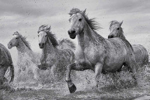 Pyramid Camargue Horses Poster 91,5x61cm | Yourdecoration.com