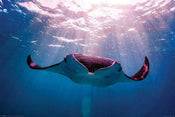 Pyramid Manta Ray Poster 91,5x61cm | Yourdecoration.com