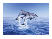 Pyramid Dolphin Trio Art Print 30x40cm | Yourdecoration.com