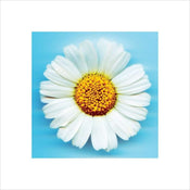 Pyramid Big Daisy Art Print 40x40cm | Yourdecoration.com