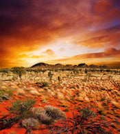 Dimex Australian Landscape Wall Mural 225x250cm 3 Panels | Yourdecoration.com