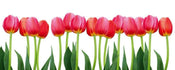 Dimex Bed of Tulips Wall Mural 375x150cm 5 Panels | Yourdecoration.com