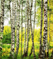 Dimex Birch Forest Wall Mural 225x250cm 3 Panels | Yourdecoration.com