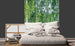 Dimex Birch Grow Wall Mural 225x250cm 3 Panels Ambiance | Yourdecoration.com