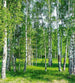 Dimex Birch Grow Wall Mural 225x250cm 3 Panels | Yourdecoration.com