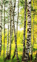 Dimex Birch Path Wall Mural 150x250cm 2 Panels | Yourdecoration.com