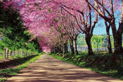 Dimex Blossom Alley Wall Mural 375x250cm 5 Panels | Yourdecoration.com