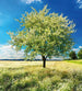 Dimex Blossom Tree Wall Mural 225x250cm 3 Panels | Yourdecoration.com