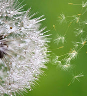 Dimex Blowing Dandelion Wall Mural 225x250cm 3 Panels | Yourdecoration.com