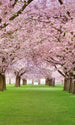 Dimex Cherry Trees Wall Mural 150x250cm 2 Panels | Yourdecoration.com