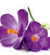 Dimex Crocus Wall Mural 225x250cm 3 Panels | Yourdecoration.com