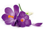 Dimex Crocus Wall Mural 375x250cm 5 Panels | Yourdecoration.com