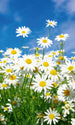 Dimex Daisies Wall Mural 150x250cm 2 Panels | Yourdecoration.com