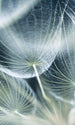 Dimex Dandelion Macro Wall Mural 150x250cm 2 Panels | Yourdecoration.com