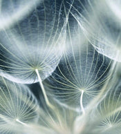 Dimex Dandelion Macro Wall Mural 225x250cm 3 Panels | Yourdecoration.com