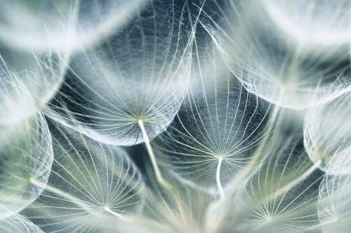 Dimex Dandelion Macro Wall Mural 375x250cm 5 Panels | Yourdecoration.com