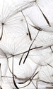 Dimex Dandelion Seeds Wall Mural 150x250cm 2 Panels | Yourdecoration.com