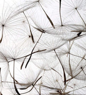 Dimex Dandelion Seeds Wall Mural 225x250cm 3 Panels | Yourdecoration.com