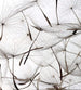 Dimex Dandelion Seeds Wall Mural 225x250cm 3 Panels | Yourdecoration.com