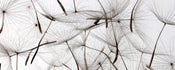 Dimex Dandelion Seeds Wall Mural 375x150cm 5 Panels | Yourdecoration.com