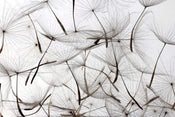 Dimex Dandelion Seeds Wall Mural 375x250cm 5 Panels | Yourdecoration.com