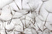 Dimex Dandelion Seeds Wall Mural 375x250cm 5 Panels | Yourdecoration.com