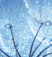 Dimex Dandelion Water Drops Wall Mural 225x250cm 3 Panels | Yourdecoration.com