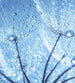 Dimex Dandelion Water Drops Wall Mural 225x250cm 3 Panels | Yourdecoration.com