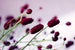 Dimex Floral Violet Wall Mural 375x250cm 5 Panels | Yourdecoration.com