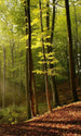 Dimex Forest Wall Mural 150x250cm 2 Panels | Yourdecoration.com