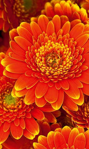 Dimex Gerbera Wall Mural 150x250cm 2 Panels | Yourdecoration.com