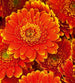 Dimex Gerbera Wall Mural 225x250cm 3 Panels | Yourdecoration.com