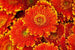 Dimex Gerbera Wall Mural 375x250cm 5 Panels | Yourdecoration.com