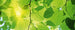 Dimex Green Leaves Wall Mural 375x150cm 5 Panels | Yourdecoration.com