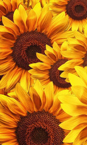 Dimex Helianthus Wall Mural 150x250cm 2 Panels | Yourdecoration.com